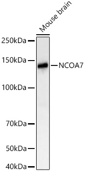 NCOA7 Monoclonal Antibody [5Q2U7]