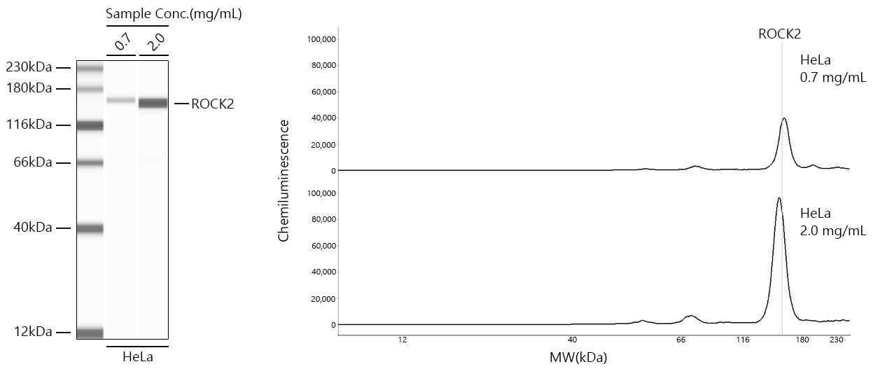 ROCK2 Monoclonal Antibody [8G3U2]