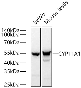 CYP11A1 Monoclonal Antibody [6G3S1]