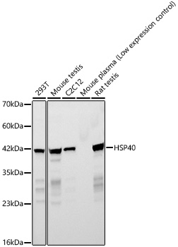 HSP40 Monoclonal Antibody [8D2A6]