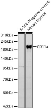 CD11a Monoclonal Antibody [7T2U7]