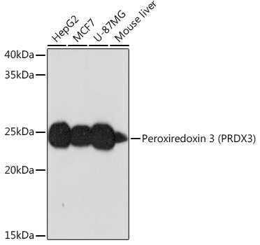 Peroxiredoxin 3 (PRDX3) Monoclonal Antibody [4K7D1]
