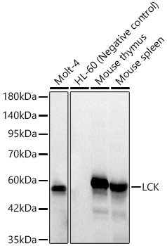 LCK Monoclonal Antibody [8Z6O10]