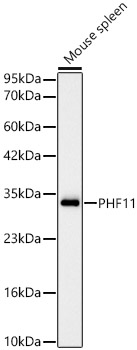 PHF11 Monoclonal Antibody [1J3E4]