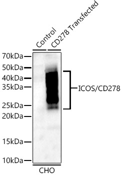 ICOS/CD278 Monoclonal Antibody [9H7H3]