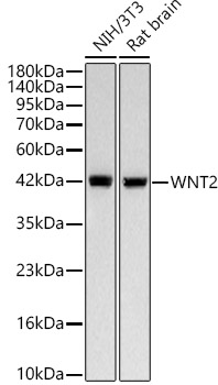 WNT2 Monoclonal Antibody [6W3P9]