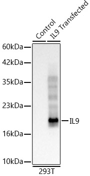 IL9 Monoclonal Antibody [5K5R3]