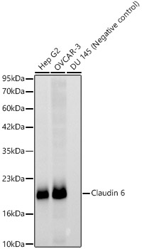 Claudin 6 Monoclonal Antibody [5U6Y3]