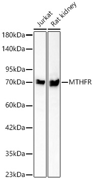 MTHFR Monoclonal Antibody [4Y4B9]