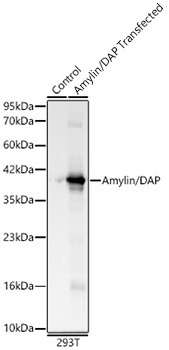 Amylin/DAP Monoclonal Antibody [5G8H8]