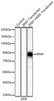 BRAF V600E Monoclonal Antibody [10P7N0]
