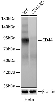 CD44 Monoclonal Antibody