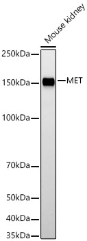MET Monoclonal Antibody [3L8A4]