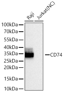 CD74 Monoclonal Antibody [4S1W3]