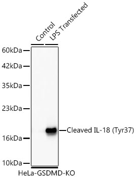 Cleaved IL-18 (Tyr37) Monoclonal Antibody [3E1X10]