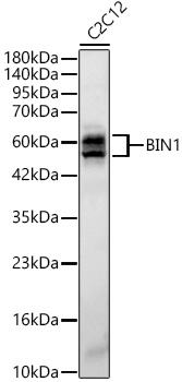 BIN1 Monoclonal Antibody [9V4U0]