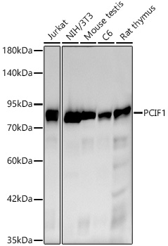 PCIF1 Monoclonal Antibody [8X8U1]