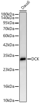 DCK Monoclonal Antibody [5Q7D0]