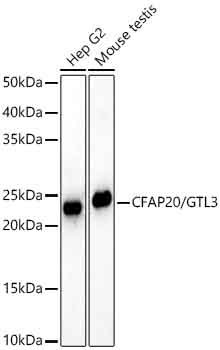 CFAP20/GTL3 Monoclonal Antibody [9D9J9]