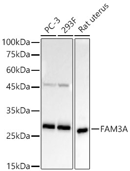 FAM3A Monoclonal Antibody [8T1F8]