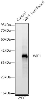 WIF1 Monoclonal Antibody [10K7C1]