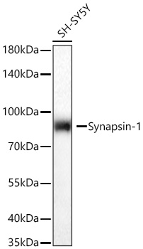 Synapsin-1 Monoclonal Antibody [3Y2B3]