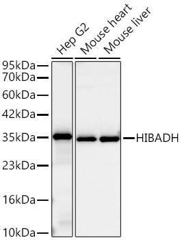 HIBADH Monoclonal Antibody [5D2L9]