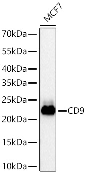 CD9 Monoclonal Antibody [3Y2I5]