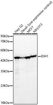 IDH1 Monoclonal Antibody [9M4O0]