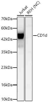 CD1d Monoclonal Antibody [2L2I10]