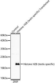 Histone H2B (testis specific) Monoclonal Antibody [2M2Z3]
