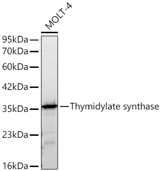Thymidylate synthase Monoclonal Antibody [4X1I2]