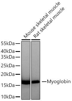Myoglobin Monoclonal Antibody [8Y8B6]