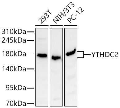 YTHDC2 Polyclonal Antibody
