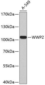 WWP2 Polyclonal Antibody