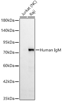 Human IgM (FC) Monoclonal Antibody [5I0J2]