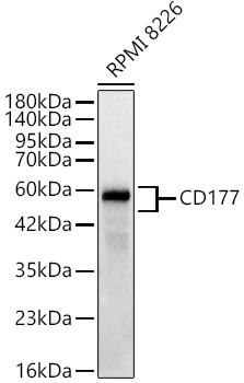 CD177 Monoclonal Antibody [7G1K9]