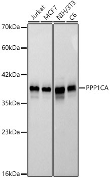 PPP1CA Monoclonal Antibody