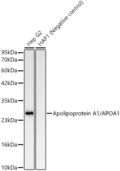 Apolipoprotein A1/APOA1 Monoclonal Antibody [2Y7I3]