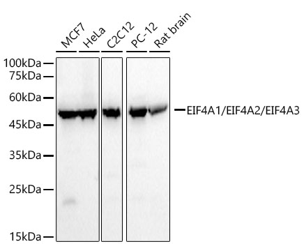 EIF4A1/EIF4A2/EIF4A3 Monoclonal Antibody [10P2J5]