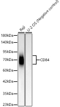 CD84 Monoclonal Antibody [5Z9R7]