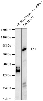 EXT1 Polyclonal Antibody