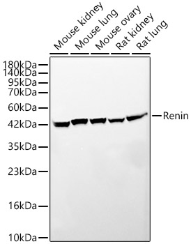 Renin Monoclonal Antibody [2U9Z1]