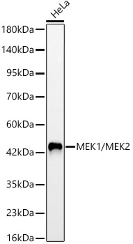 MEK1/MEK2 Monoclonal Antibody