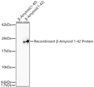 B-Amyloid(1-42) Monoclonal Antibody [5J8B8]