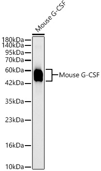 Mouse G-CSF Monoclonal Antibody [3Q1T5]