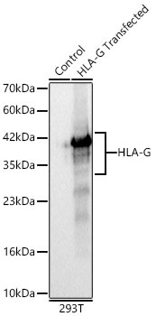 HLA-G Monoclonal Antibody [7I5O3]