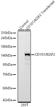 CD101/IGSF2 Monoclonal Antibody [1M4F4]