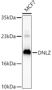 DNLZ Polyclonal Antibody