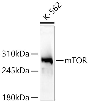 mTOR Polyclonal Antibody